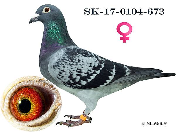 SK-17-0104-673